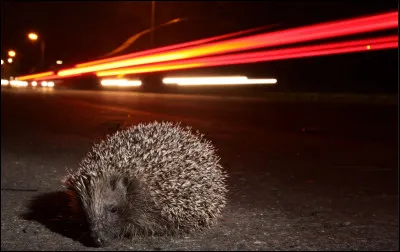 Le hérisson européen est un animal protégé depuis 1981.

Quelles sont les principales menaces à son encontre ?