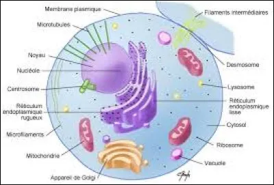 À quoi équivaut le cytosquelette ?