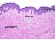 Quiz L'histologie dans tous ses tats ! (2)