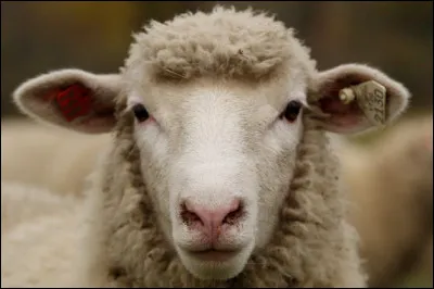 Sur combien de doigts à chaque patte, le mouton marche-t-il ?