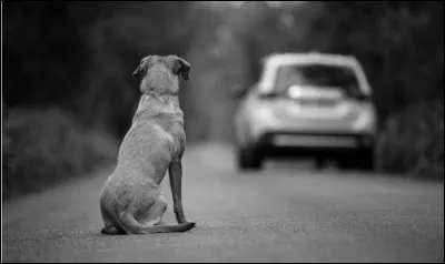 En moyenne, environ combien d'animaux sont abandonnés par heure en France ?