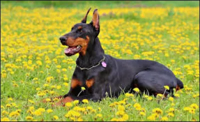 De quel pays est originaire la race de chien dobermann ?