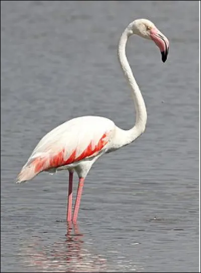 Quel est cet oiseau gracieux au plumage rosâtre ?