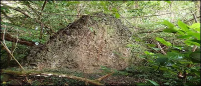 Trou au Diable, Trou de la Diablesse, Fond d'Enfer, Table du Diable, Bassin Zombi, Fond Zombi, Pointe Zombi et Rocher Zombi tout autant de lieux fréquentés par le diable selon les croyances locales.
Dans quelle île (aux fleurs), des Caraïbes sommes-nous ?