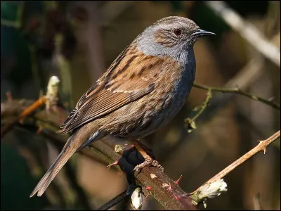 Quel est cet oiseau ?