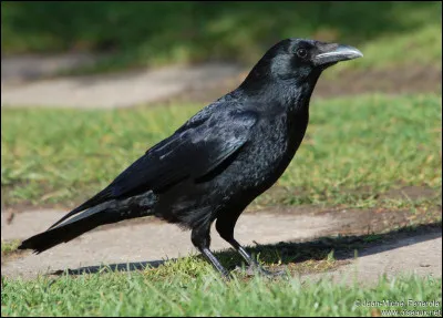 Quel est cet oiseau ?