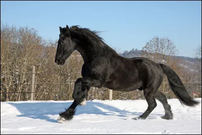 Sa robe étant toujours noire, on le surnomme ''la perle noire''. Quel est ce cheval ?