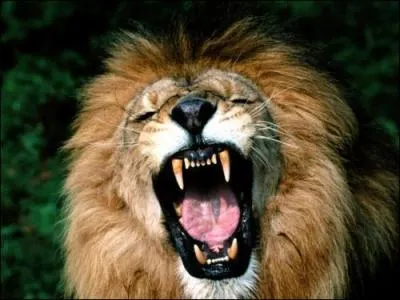 Que fait ce lion ?