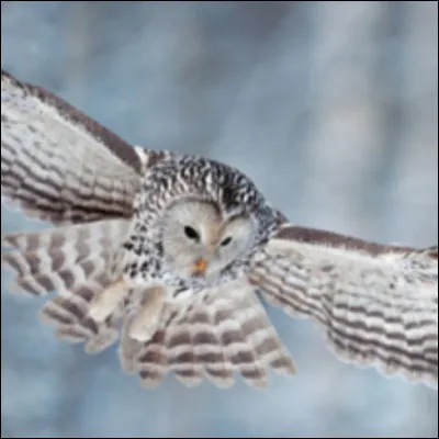 Tu es tranquillement assis dans ta chambre, et là, un hibou rentre par ta fenêtre et il a une lettre accrochée à sa patte. Que fais-tu ?