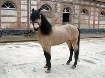 Voici une jument welsh COB, de quelle robe est-elle ?