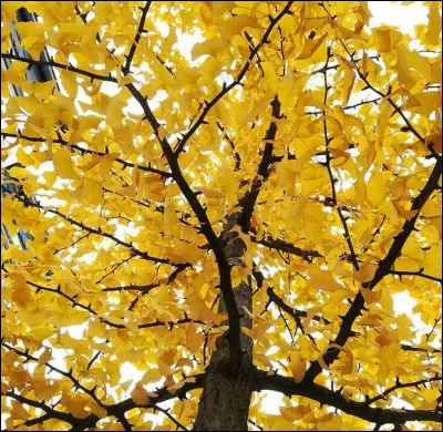 Vous pouvez vous boucher le nez tout en cliquant, c'est permis ! Le "gingko biloba" (ou "arbre aux quarante écus") vous délivre son suave parfum ressemblant à s'y méprendre ...