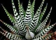 Quiz Haworthia attenuata