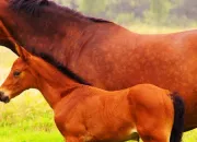 Quiz Connatre les chevaux