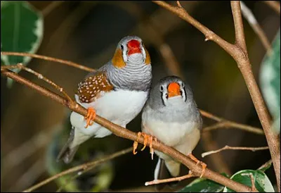 Où le Diamant mandarin vit-il ?