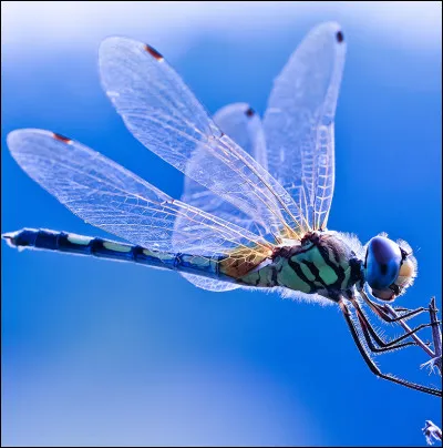 Cet insecte a pour mission de te faire deviner le titre de ce film !