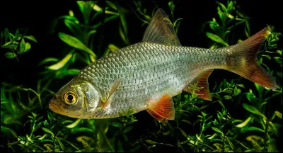 Quel est ce poisson d'eau douce très facile à attraper ?