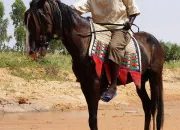 Test Quelle cavalire es-tu ?