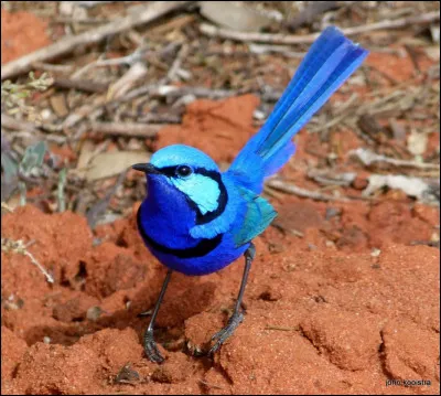 Comment s'appelle cet oiseau ?