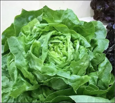 Quel est ce légume-feuille, une laitue aux feuilles tendres regroupées autour d'un coeur rond et croquant ?