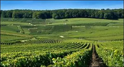 Combien y a-t-il d'hectares dans la Champagne ?