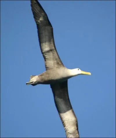 C'est un grand oiseau