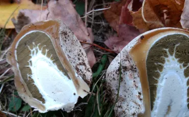 Quiz Champignons