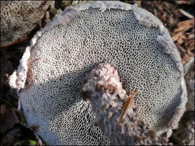 Ce bolet a une sporée noirâtre et un chapeau orné de grosses écailles laineuses. Quel est son nom ?