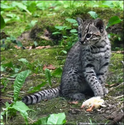 À la fin du prologue, Lac de Givre sent une odeur inconnue dans le pelage des deux chatons, laquelle ?