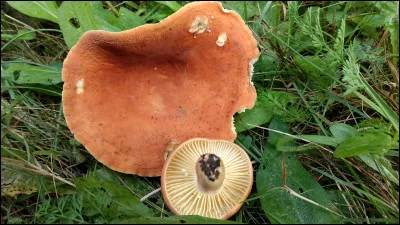 Les lames de ce champignon sont épaisses et espacées. Remarquez la goutte blanche sur les lames. C'est un :