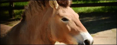 Quelle est la robe de ce cheval ?