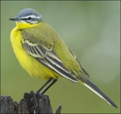 Quel est cet oiseau ?