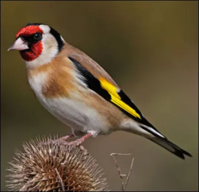 Quel est cet oiseau ?