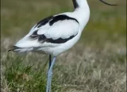 Quiz Charadriiformes : Limicoles