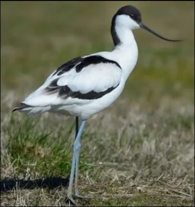 Quel est cet oiseau ?