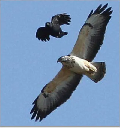 Quel est cet oiseau ?