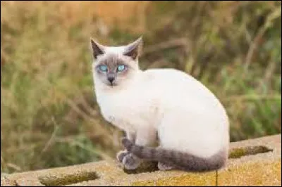 Quelle est la race de ce chat ?