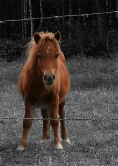 Qui a écrit "La Mort du petit cheval", roman qui est la suite de "Vipère au poing" ?