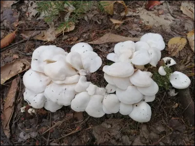 Champignon qui a une sporée blanche et qui pousse sur conifère. Quel est son nom ?