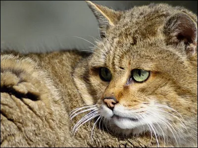 Est-ce que votre chat pense qu'un rat est un bon cadeau ?