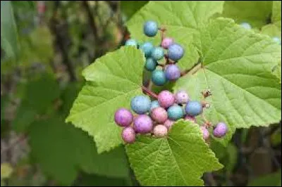 Qui profite des baies de la vigne vierge ?