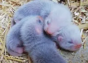 Quiz Les diffrentes couleurs chez le furet