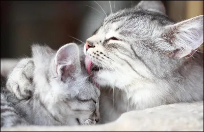 Imaginons, tu es un chaton nommé Petit Lac. Tu as une sur nommée Petite Fleur et elle te demande si, plus tard, tu voudrais des chatons.
Que lui réponds-tu ?