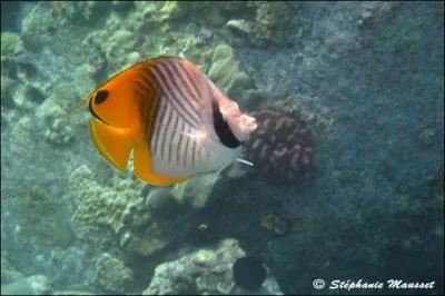 Quel est le nom de ce magnifique poisson ?