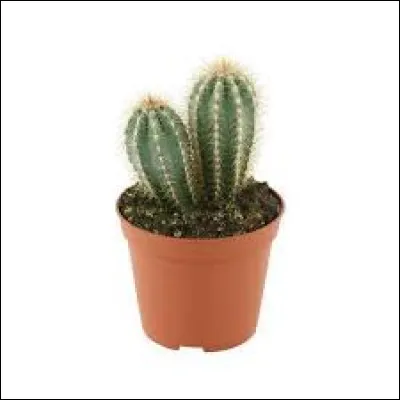 Qui chantait "Les Cactus" ?