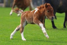 Quiz Animaux