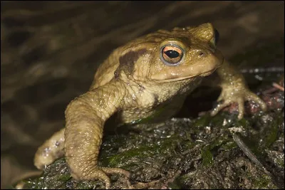 Cr comme crapaud : est-il exact que le crapaud commun que nous rencontrons en France possède un venin toxique ?