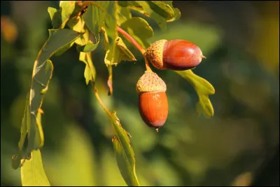 On commence facilement, avec ce fruit que l'on connaît tous !
Bien sûr, il s'agit :