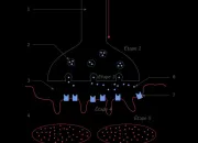 Quiz BIO - Synapse