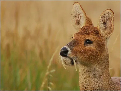 Dans quel pays aurez-vous le plus de chances de voir cet animal ?