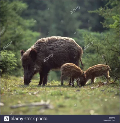 À quelle famille appartient le sanglier ?